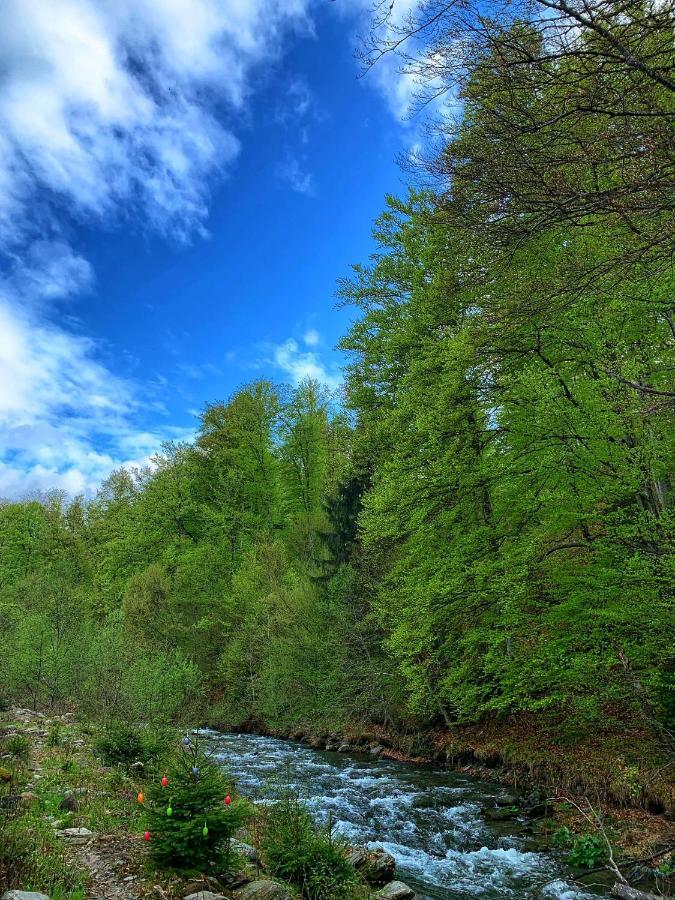 Pensiunea Pastravul Hotell Cîrţişoara Eksteriør bilde